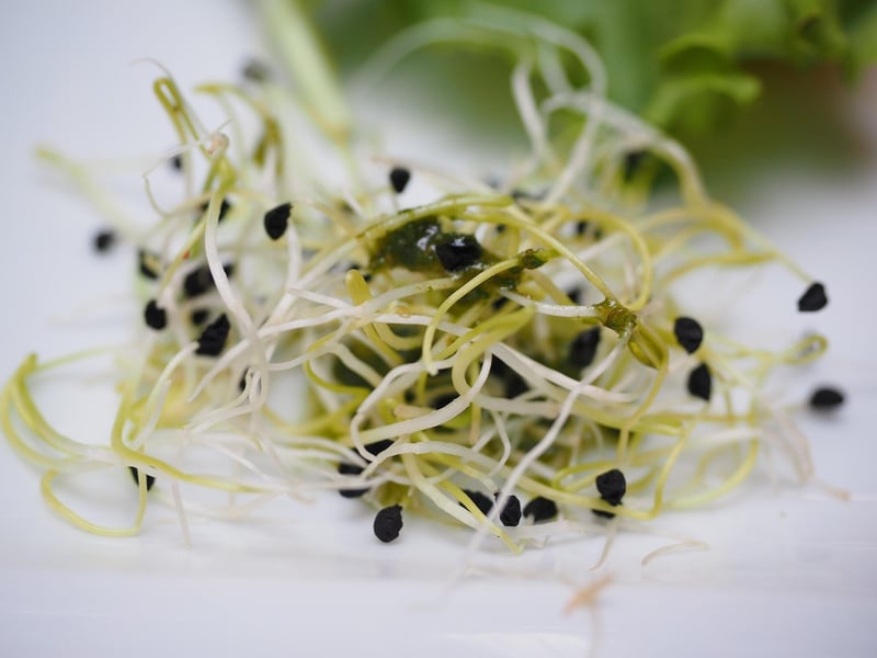 Seed Starters