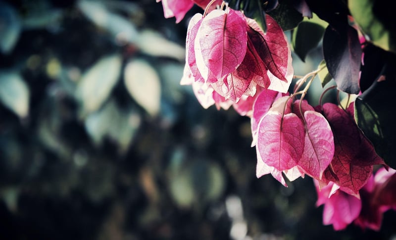 Landscaping Services